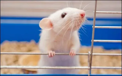 Charles, jeune défaillant mental, est contacté par des médecins pour expérimenter un produit qui développe l'intelligence !