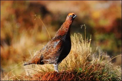 Sur les collines dénudées où vole la grouse, il combat la perfide Albion !