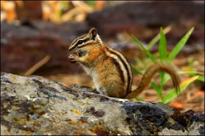 Petit mammifère rongeur d'Amérique du Nord de la famille des sciuridés :