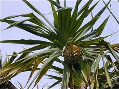 Le fruit de cet arbuste de la famille des Pandanacées est comestible et appelé "pinpin" à La Réunion.