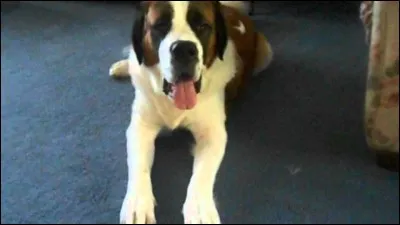 Quel est le nom du plus célèbre des saint-bernards du grand écran ?