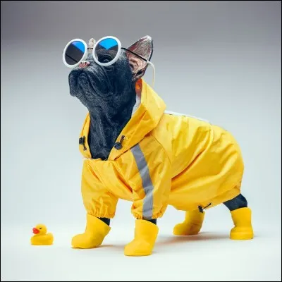 À quel auteur doit-on le roman "Le Chien jaune" ?