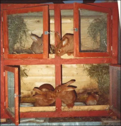 Comment appelle-t-on l'élevage de lapins domestiques ?