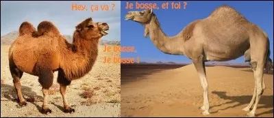 Lequel de ces camélidés a deux bosses ?