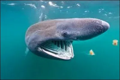 Il a le bourdon, c'est le...