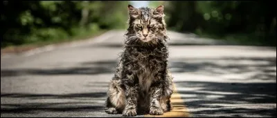 Quel est le nom du chat de la famille Creed dans "Simetierre" ?