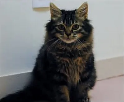 Qui est Plume Grise ?