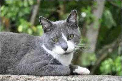 Qui est Nuage de Jais ?