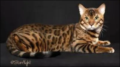 Sous quel nom Rusty devint-il chef ?