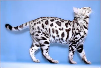 Quel lieutenant choisit-il en premier ?