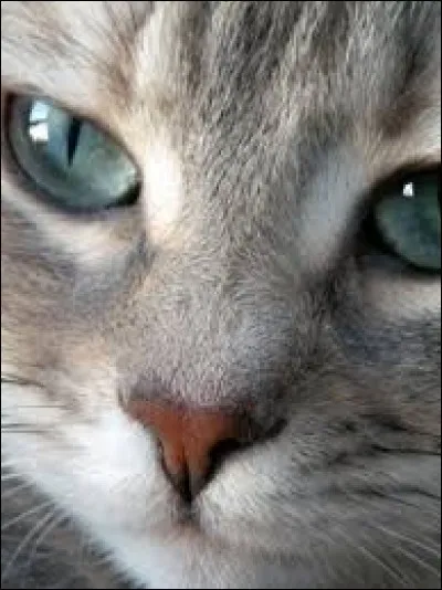 Qui est la compagne de Rusty lorsqu'il est chef ?