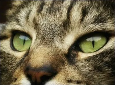 Quel "Clan" doit affronter Rusty, devenu chef de clan, à la fin du cycle 1 ?