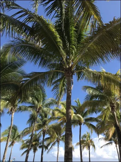 Aimes-tu cette image ?