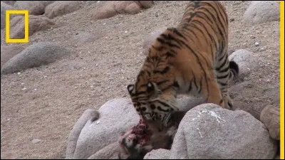 Quel est le nom commun de l'once, un félin d'Asie centrale ?