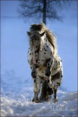 Quelle est la race de ce cheval et sa robe ?