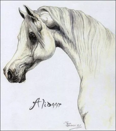 Quelle est  la race de ce cheval ?