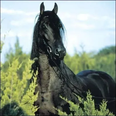 Quelle est la race de ce cheval?