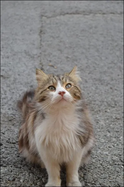 Quel est le physique de Pattenrond, le chat d'Hermione ?