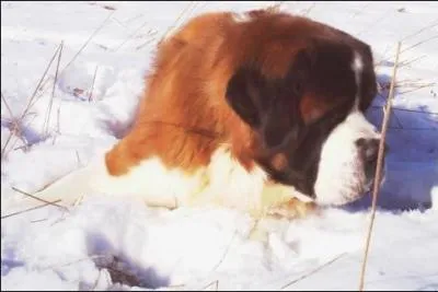 En une priode de 300 ans, combien de personnes ont-ils sauves ?