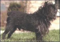 Que signifie affenpinscher en allemand ?