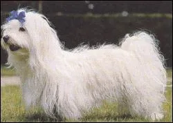 Comment tait dcrit le bichon maltais selon le philosophe grec Thophraste ?