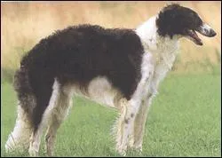 D'o fut import le barzo ?