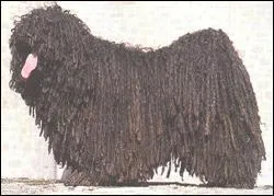 A quoi sert son pelage ?