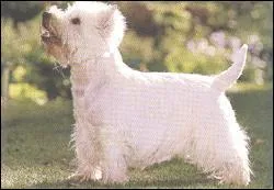 Quel est le nom de ce chien ?