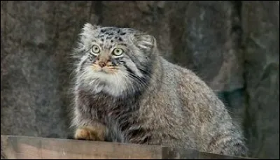 Où vit le chat de Pallas ?