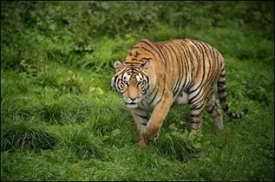 Combien y a-t-il de tigres en liberté ?