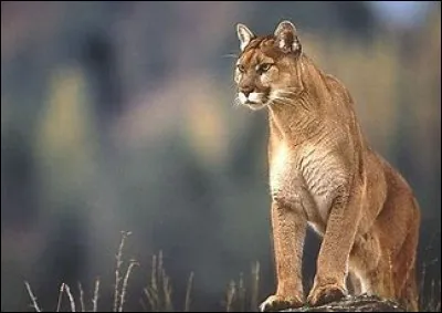 Combien de temps dure une gestation chez le puma ?