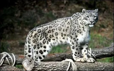 Quel est le nom en latin de la panthère des neiges ?