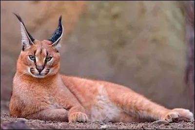 Le caracal peut faire faire des bonds de…