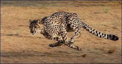 Jusqu'à combien de km/h peut courir un guépard ?