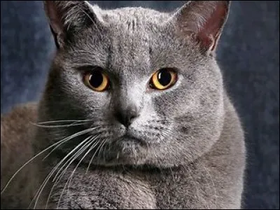 Quand la vision du chat est-elle la meilleure ?