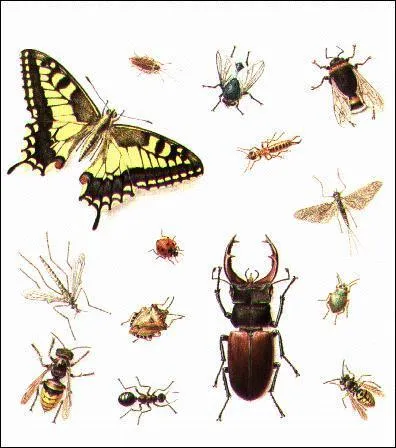 L'un des groupes d'insectes les plus nombreux (plus de 250 000 espces diffrentes) est celui des ...