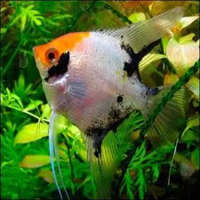 Quel est ce poisson ?