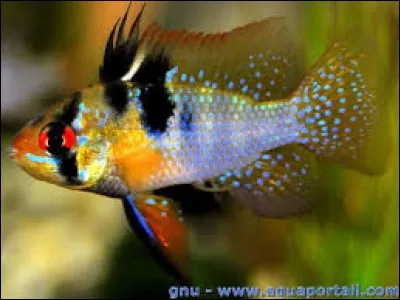 Quel est ce poisson ?