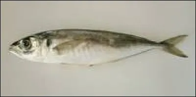 Quel est ce poisson ?