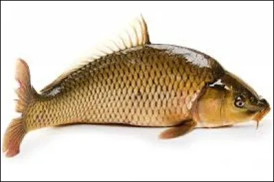 Quel est ce poisson ?