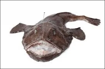 Quel est ce poisson ?