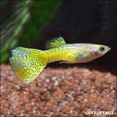 Quel est ce poisson ?