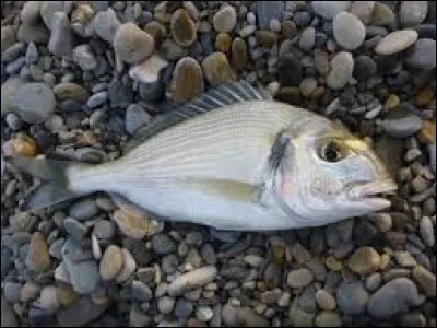 Quel est ce poisson ?