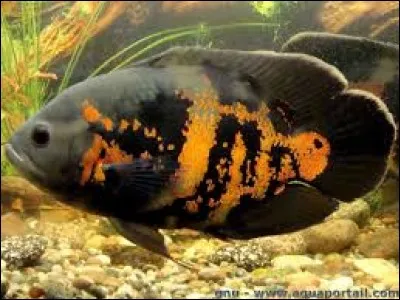 Quel est ce poisson ?