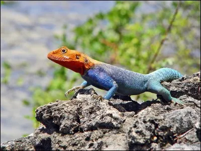 Comment s'appelle ce reptile aux couleurs de Spiderman ?