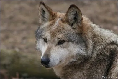 Connaissez-vous le nom de ce loup ?