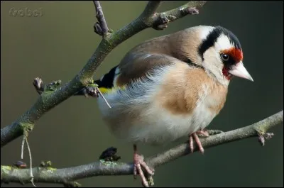 Quel est cet oiseau ?