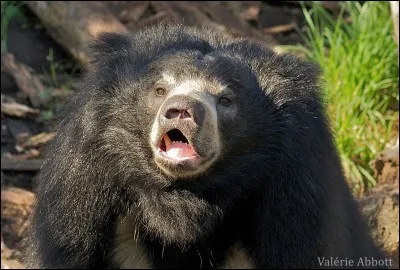 Dans quelle adaptation de Disney, peut-on voir un ours lippu ?