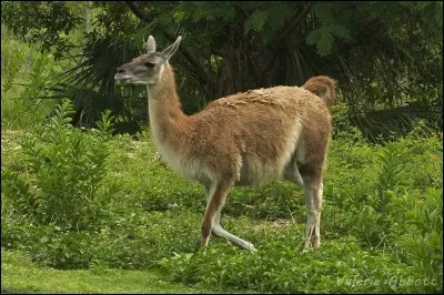 Lequel de ces animaux n'est pas un camélidé ?