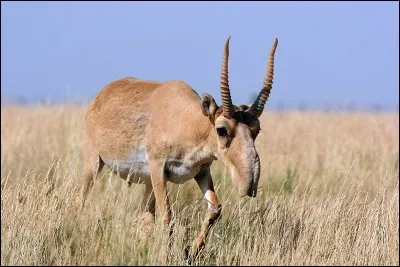 Comment s'appelle cet animal étrange ?